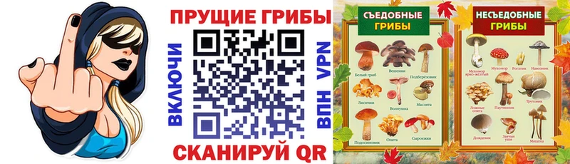 Купить где  Тихорецк  Галлюциногенные грибы Psilocybine cubensis 